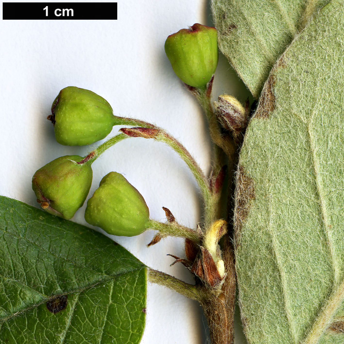 High resolution image: Family: Rosaceae - Genus: Cotoneaster - Taxon: matrensis